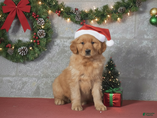 Golden Retriever dogs Darla - Ad 10