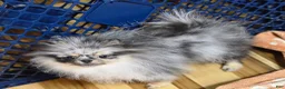 Pomeranian dogs for sale: Grace  - Ad 5