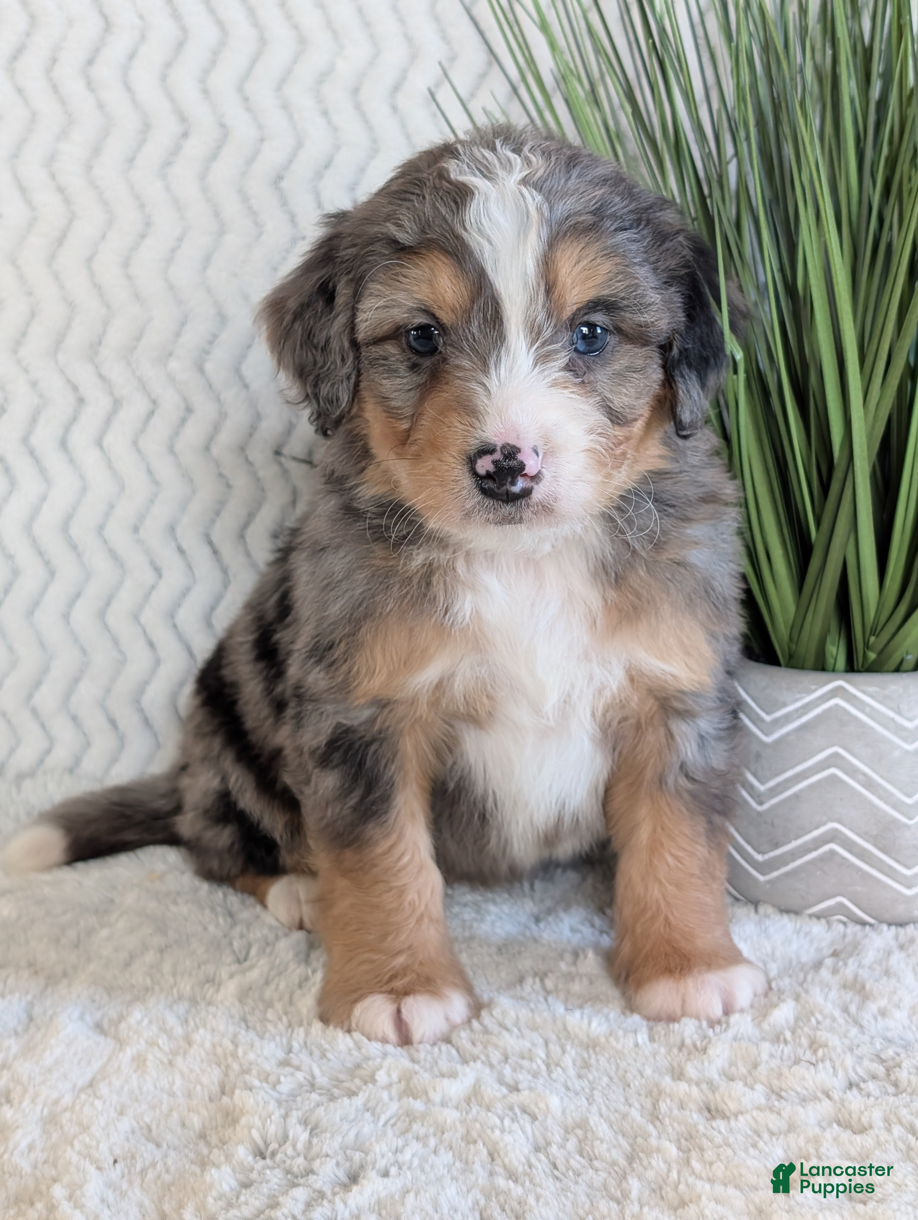 Mini Bernedoodle dogs Mini Niko  - Ad 2