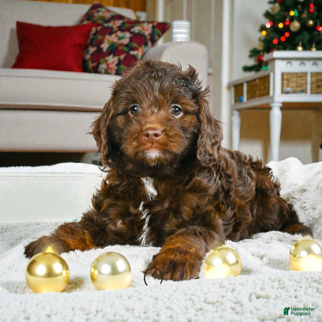 Cockapoo dogs for sale: callie - Ad 4