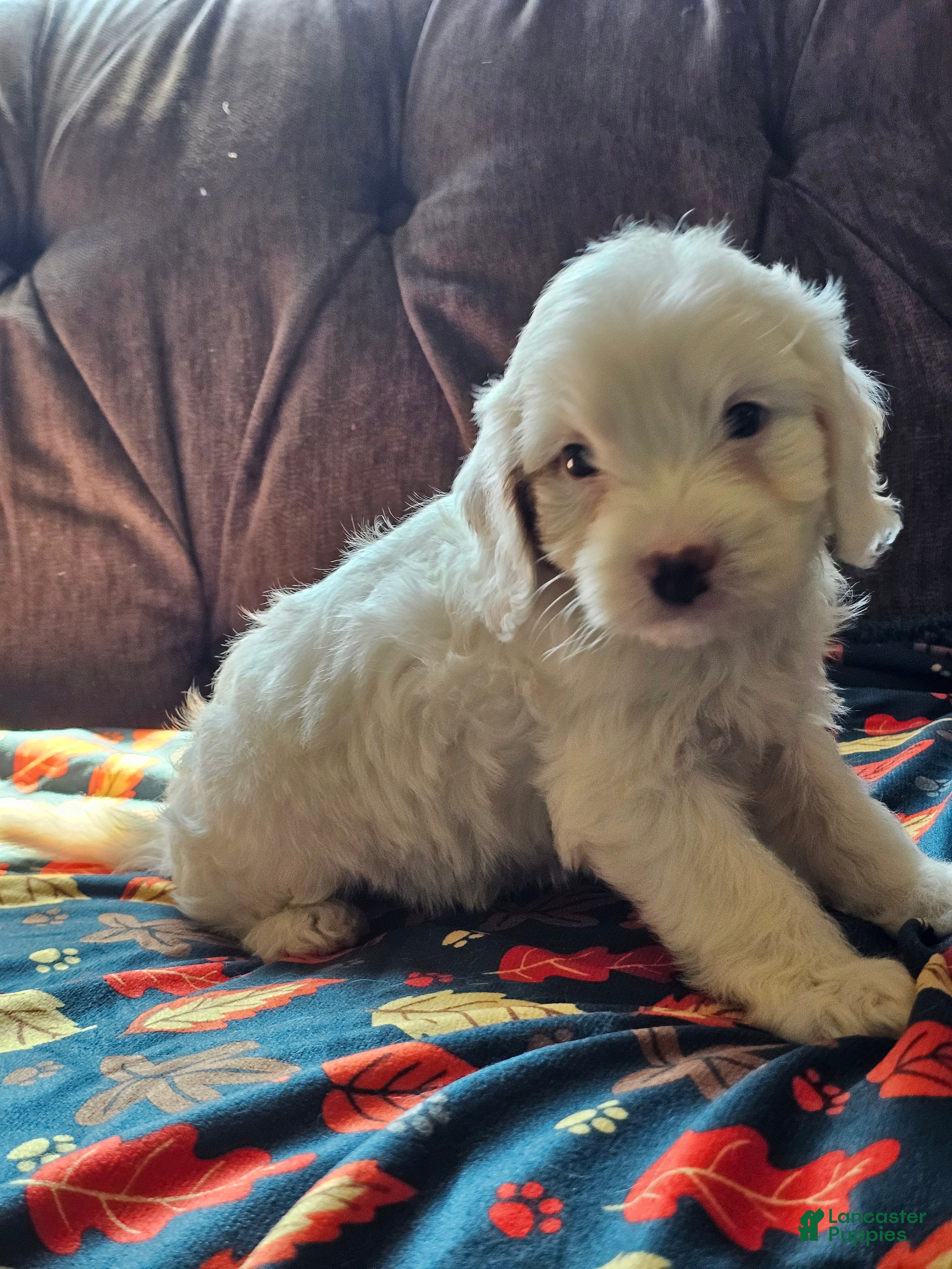 Cavapoo dogs Cavapoo 1 - Ad 1