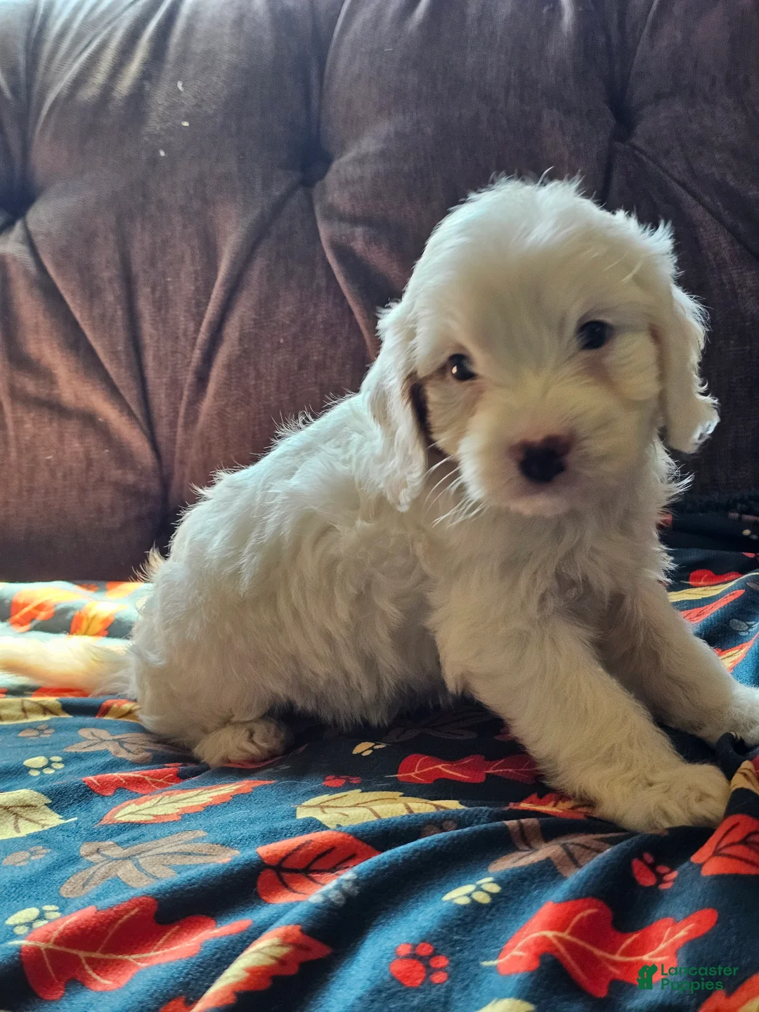 Cavapoo dogs for sale: Cavapoo 1 - Ad 1