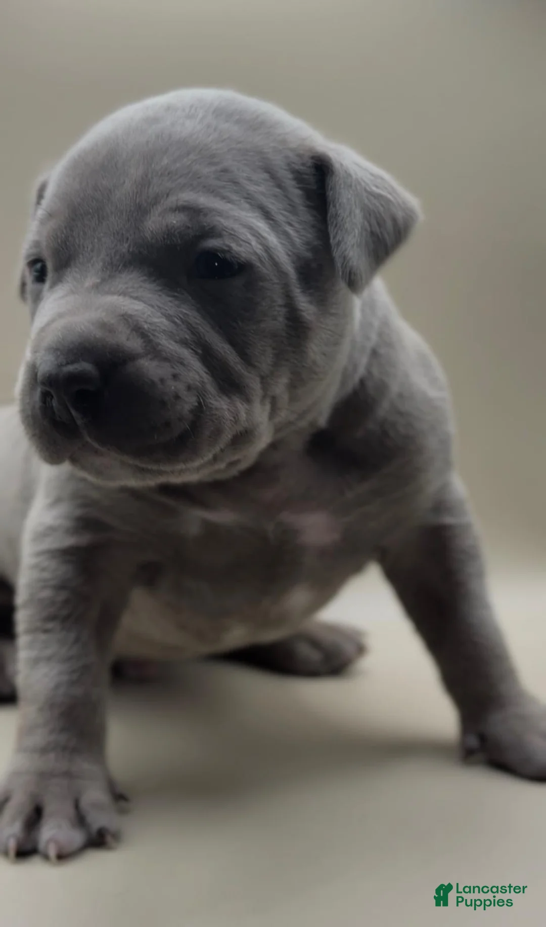 Mixed Breed dogs for sale: Leo - Ad 3