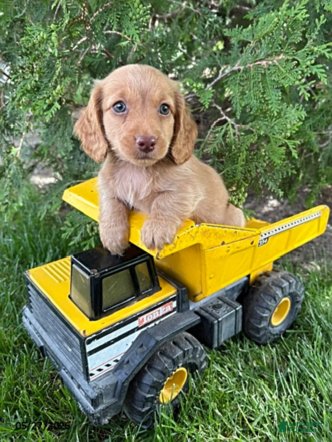 Dachshund dogs for sale: Briggs - Ad 1