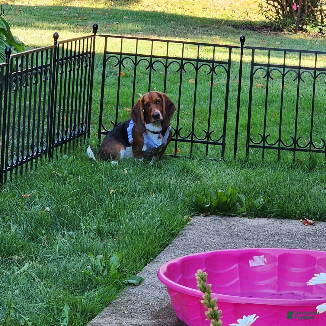 Basset Hound dogs for sale: Karen - Ad 4