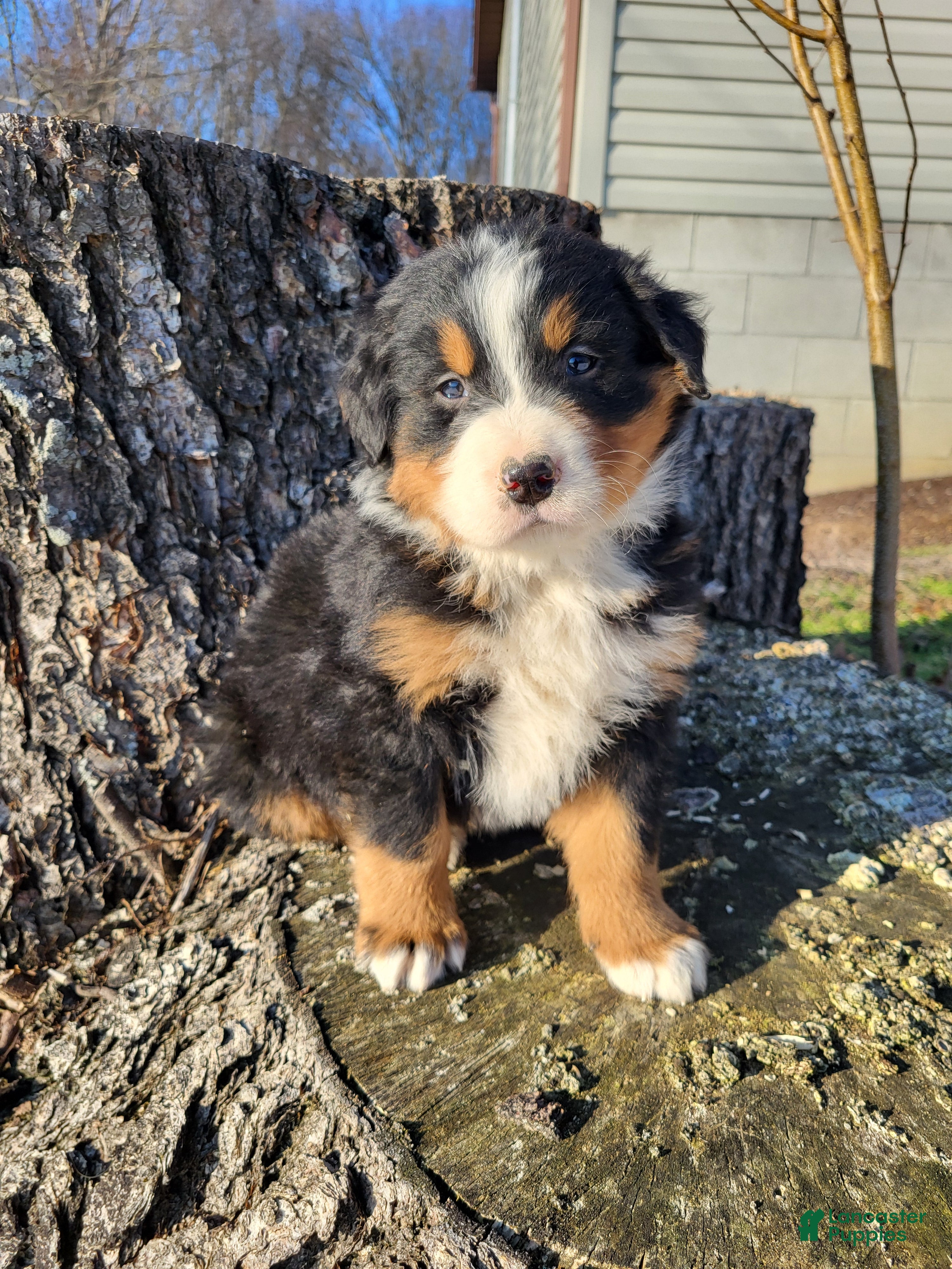 Bernese Mountain Dog dogs Leo - Ad 1