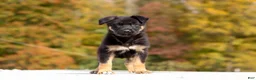 German Shepherd dogs for sale: Renae - Ad 7
