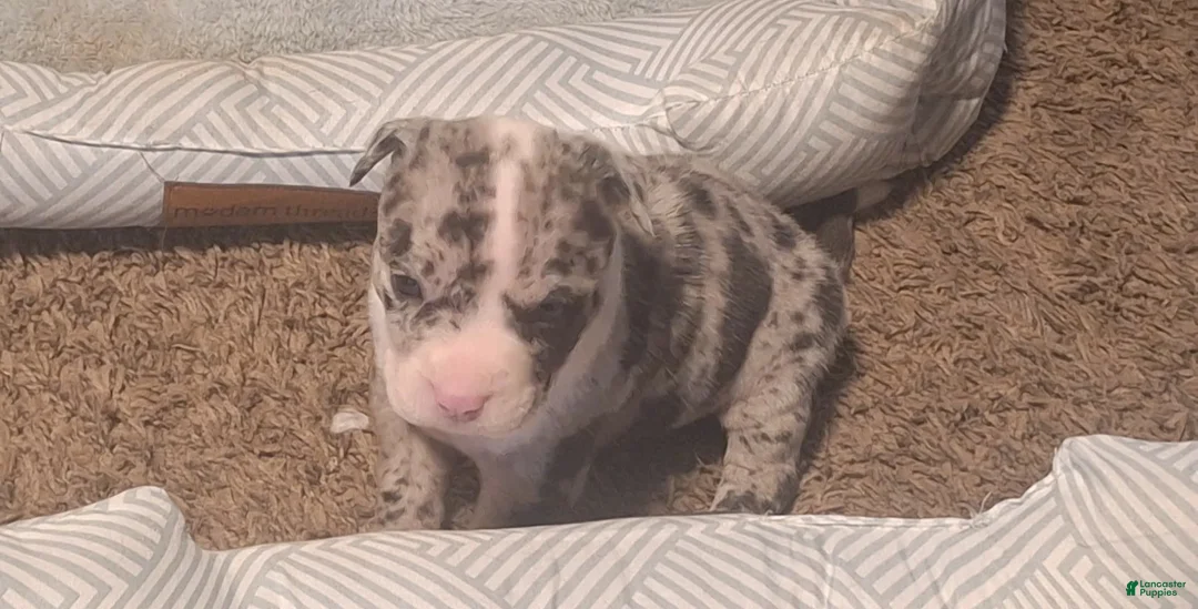 American Bully dogs for sale: American Bully 2 - Ad 2