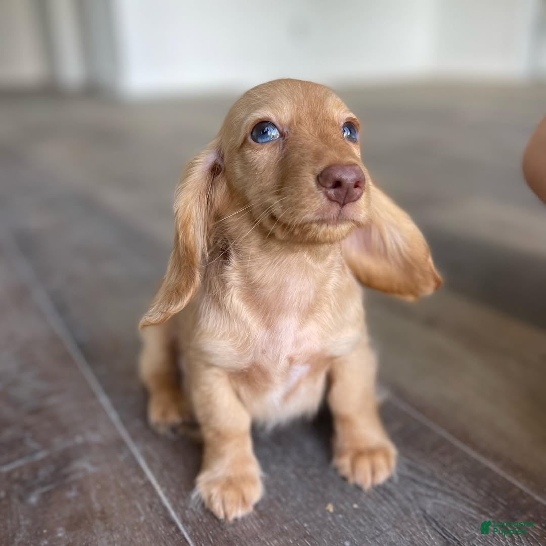 Miniature Dachshund dogs Miniature Dachshund Puppy 4 - Ad 11
