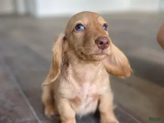 Miniature Dachshund dogs Miniature Dachshund Puppy 4 - Ad 11