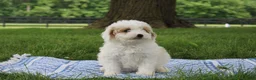 Mini Goldendoodle dogs for sale: Tulip - Ad 2