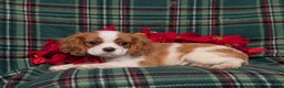 Cavalier King Charles Spaniel dogs for sale: Weber - Ad 6