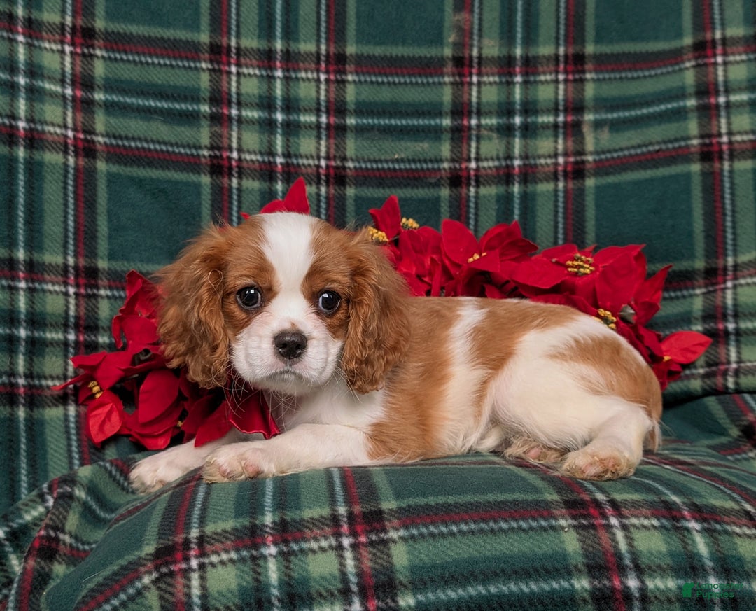 Cavalier King Charles Spaniel dogs for sale: Weber - Ad 6