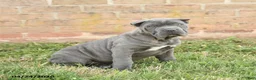 Cane Corso dogs for sale: Coral - Ad 3