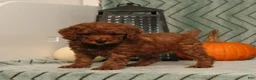 Miniature Poodle dogs for sale: Glory - Ad 2