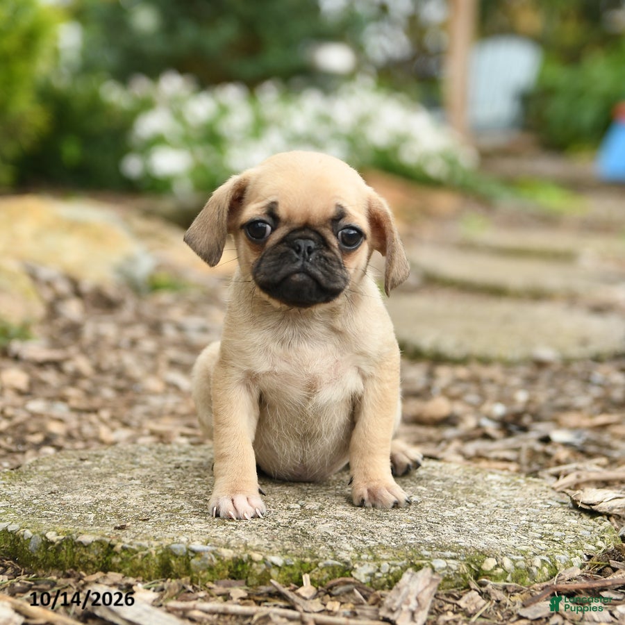 Pug dogs for sale: Harper - Ad 1