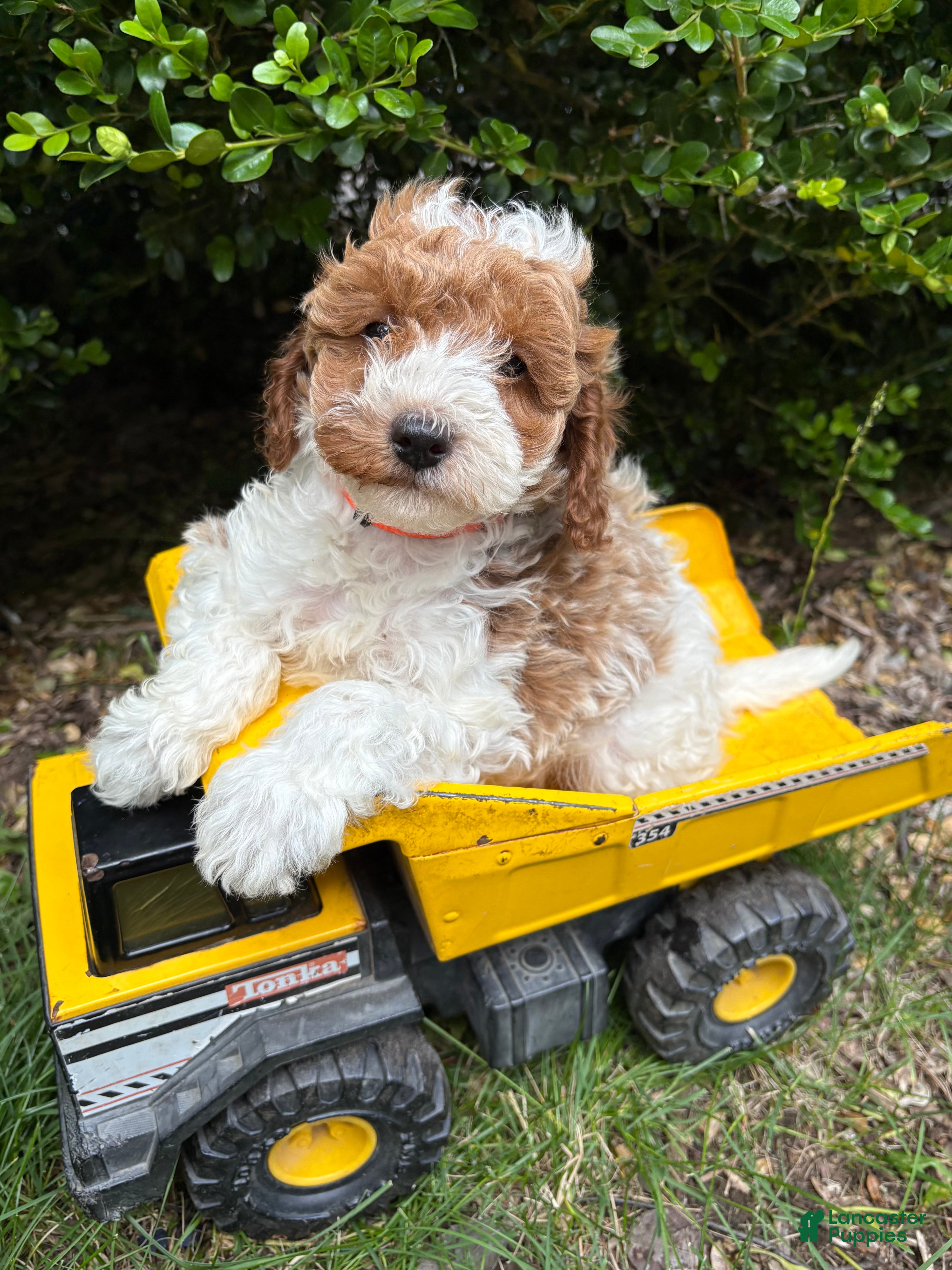 Goldendoodle dogs Alex - Ad 2