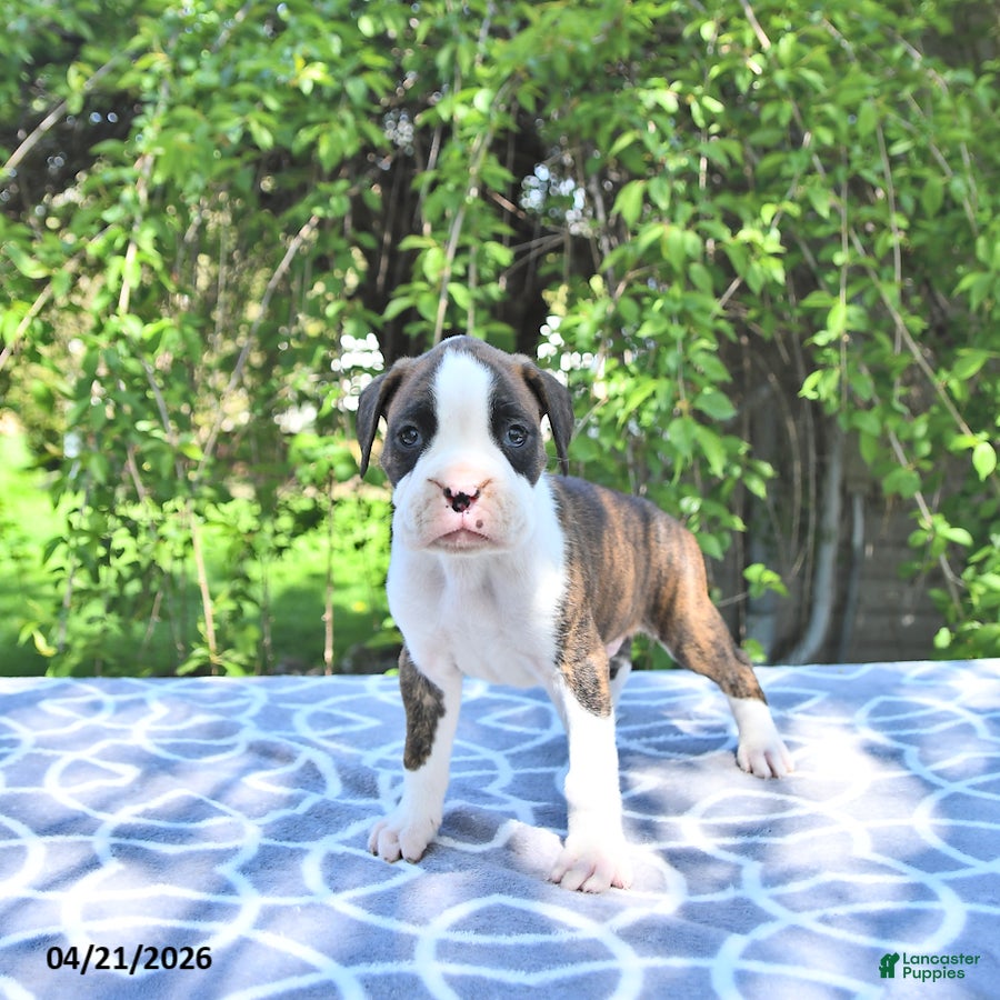 Boxer dogs Atlas - Ad 1