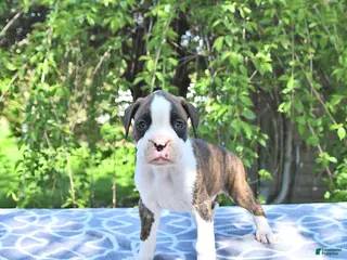 Boxer dogs for sale: Atlas - Ad 2