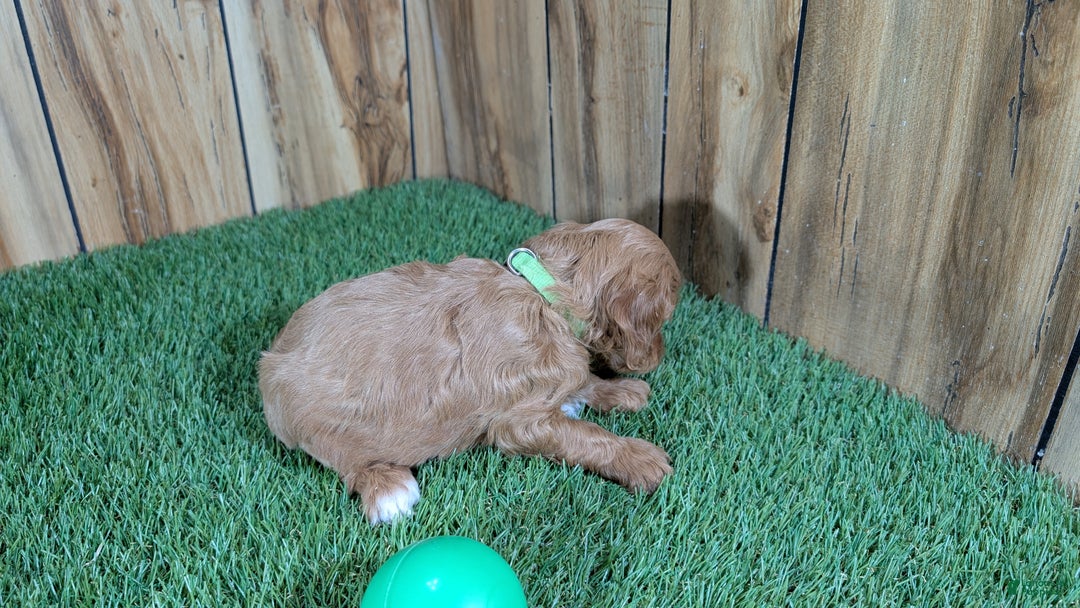 Cavapoo dogs for sale: Mabeline Boy 2 - Ad 4