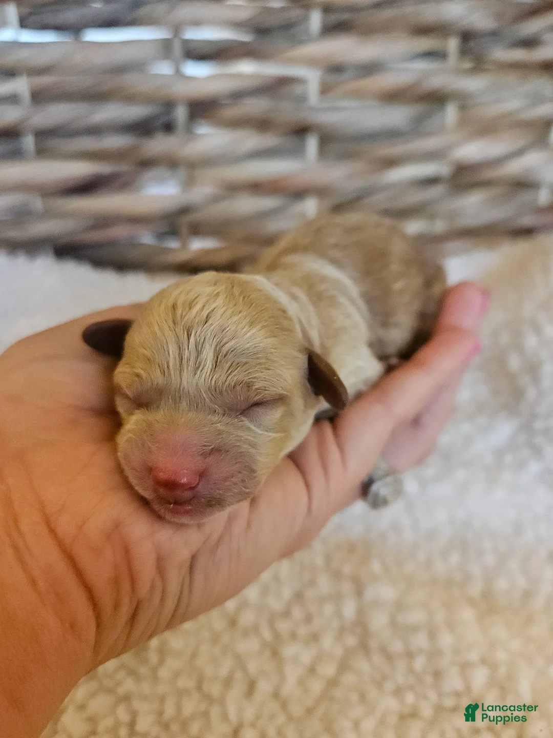 Cavapoo dogs for sale: Willie - Ad 2