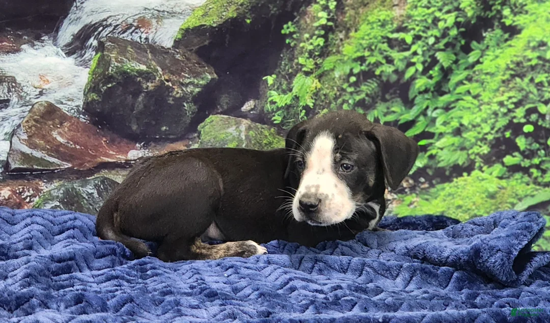 Catahoula Leopard Dog dogs for sale: Luna 2025 Male 1 - Ad 19