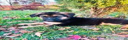 German Shepherd dogs for sale: Independence “Indy” - Ad 6