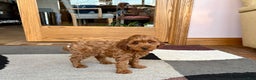Cavapoo dogs for sale: Cavapoo F1b male Puppy 3 - Ad 5
