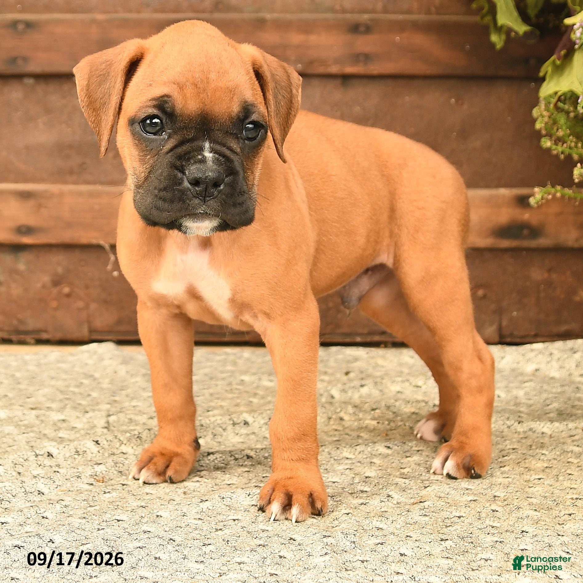 Boxer dogs Buster  - Ad 2