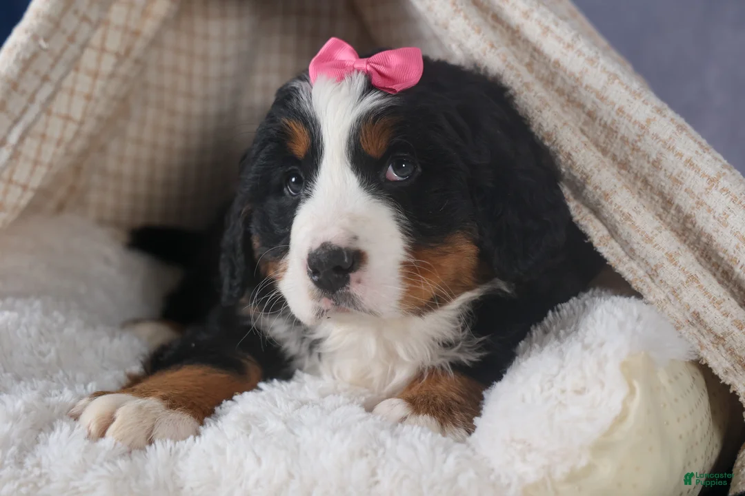 Bernese Mountain Dog dogs for sale: HANNAH - Ad 3