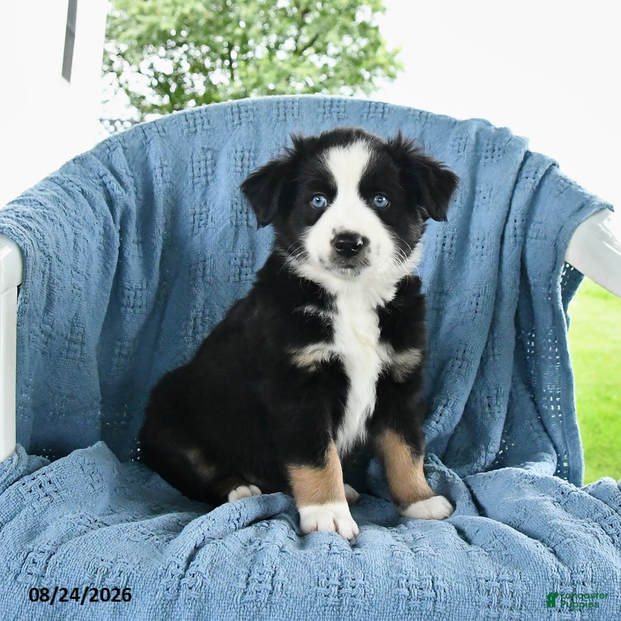 Miniature Australian Shepherd dogs Blue Eyes - Ad 1
