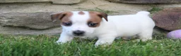 Jack Russell Terrier dogs for sale: Archie - Ad 6