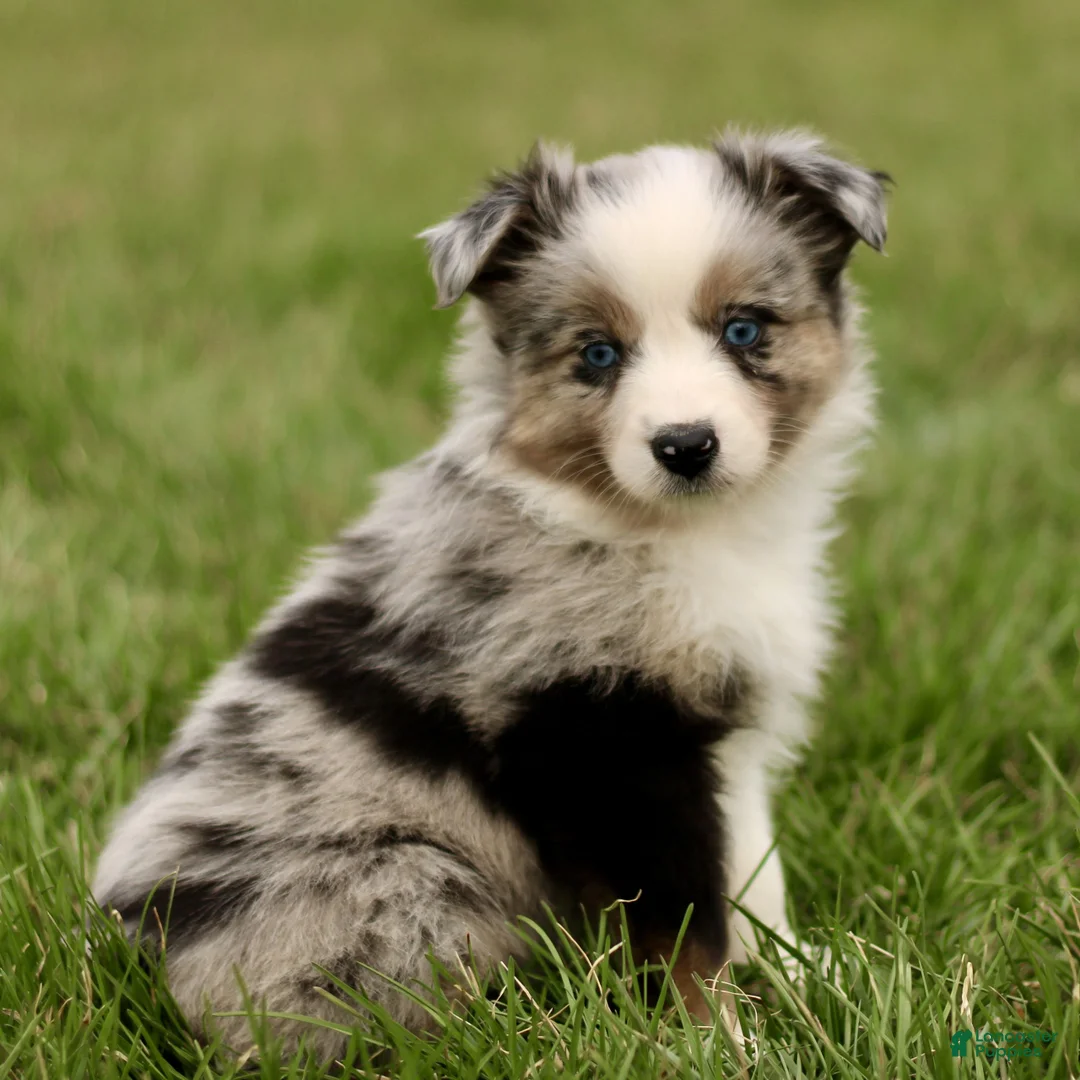 Miniature Australian Shepherd dogs for sale: Tasha  - Ad 1