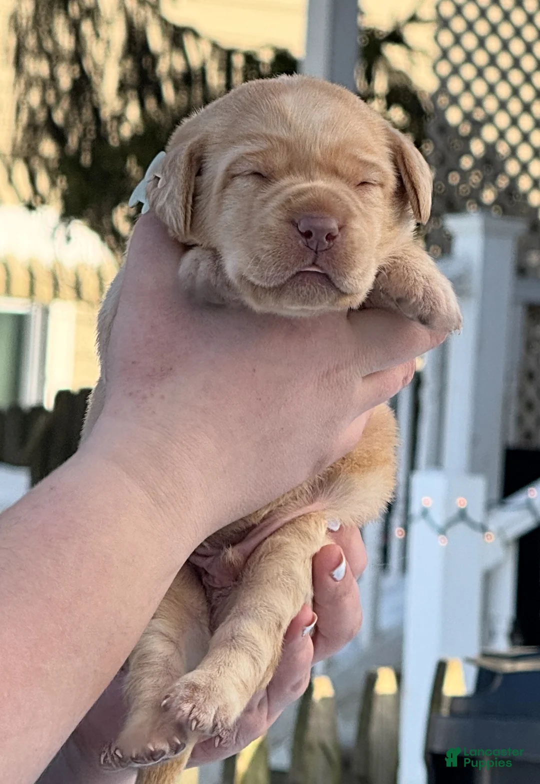 Labrador Retriever dogs for sale: Labrador Retriever Puppy 2 - Ad 19