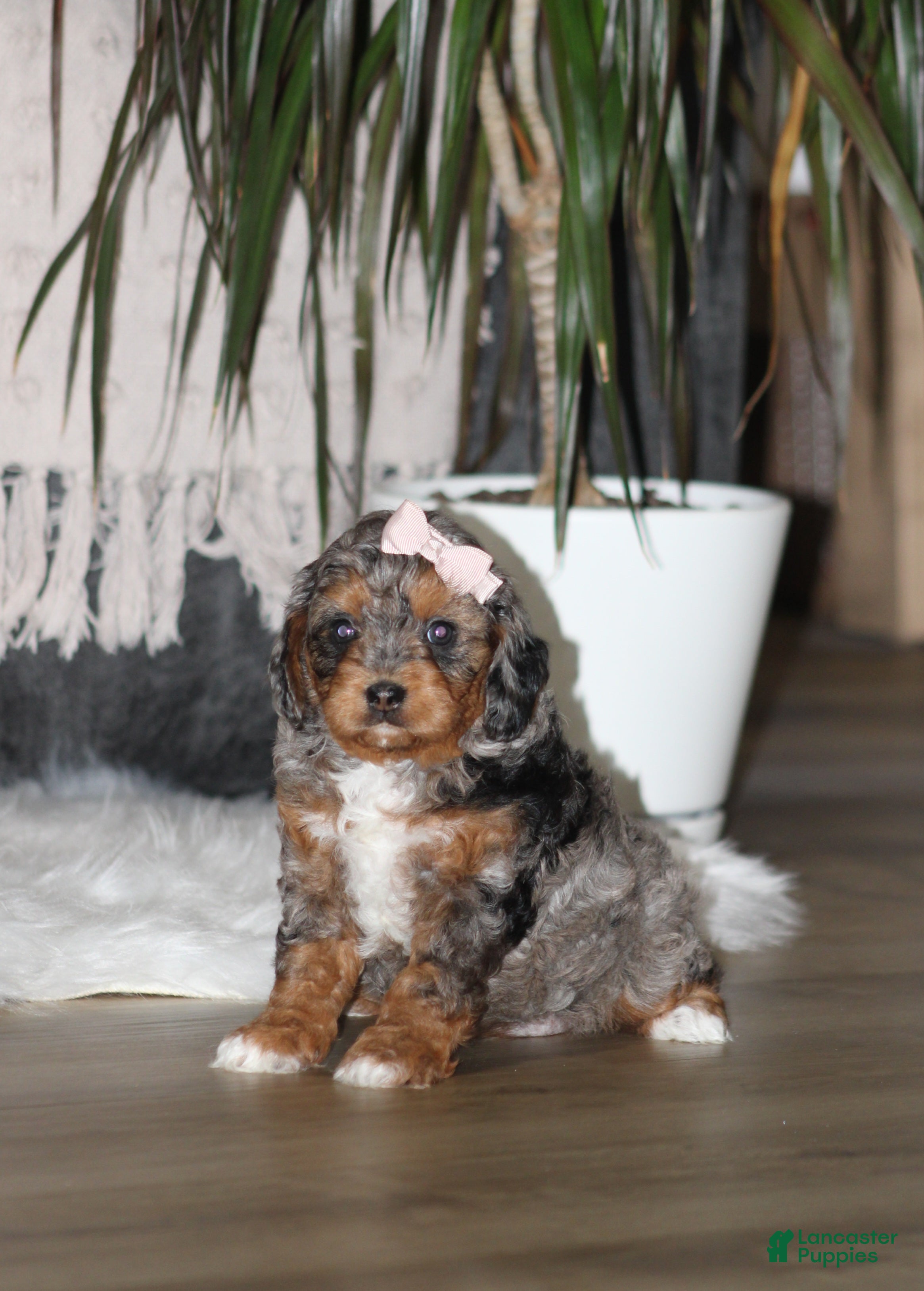 Cavapoo dogs Claire - Ad 1
