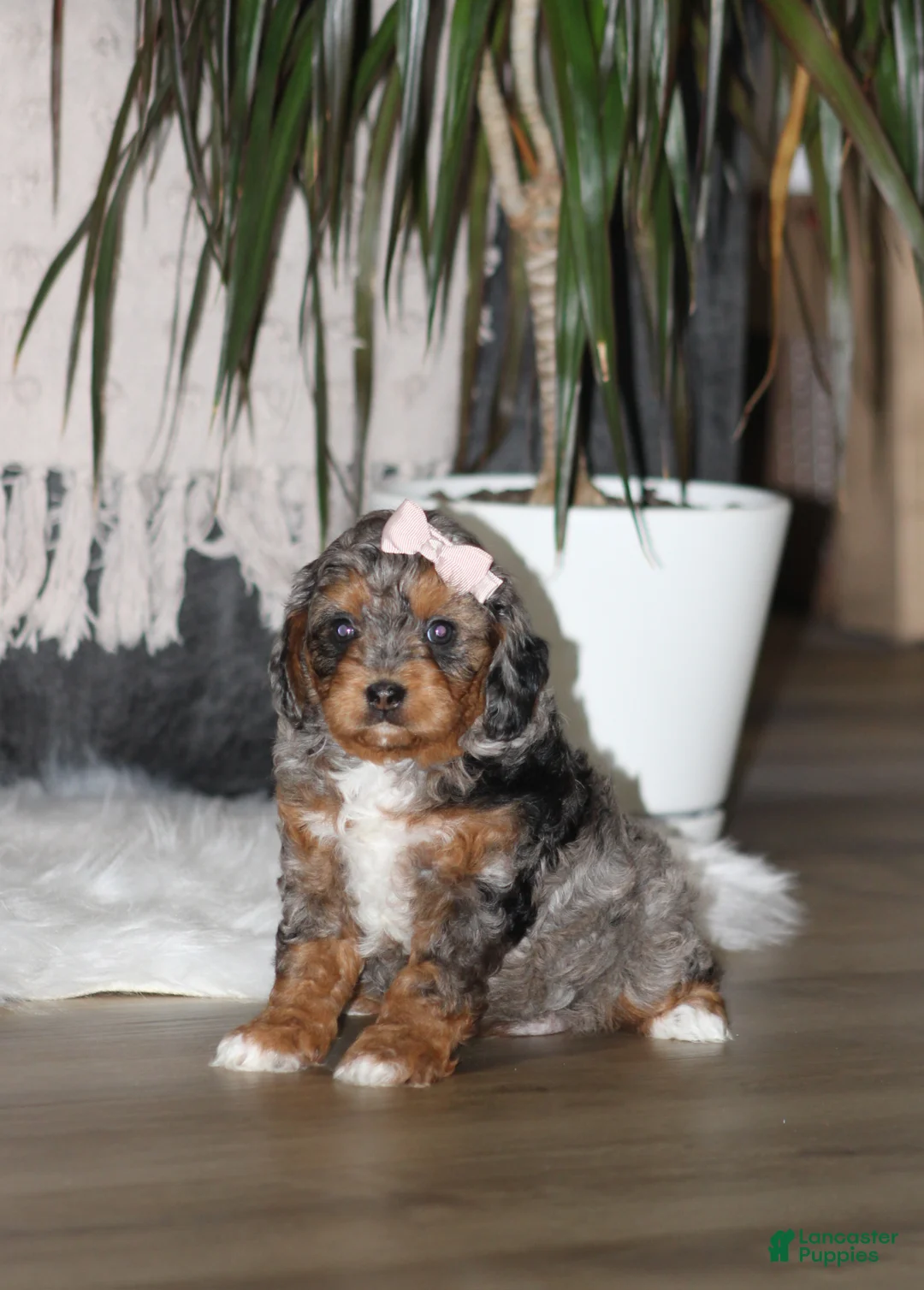 Cavapoo dogs for sale: Claire - Ad 1
