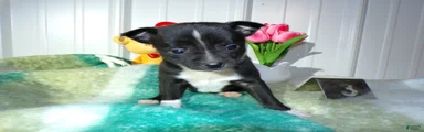 Chihuahua Puppy 3 Morky