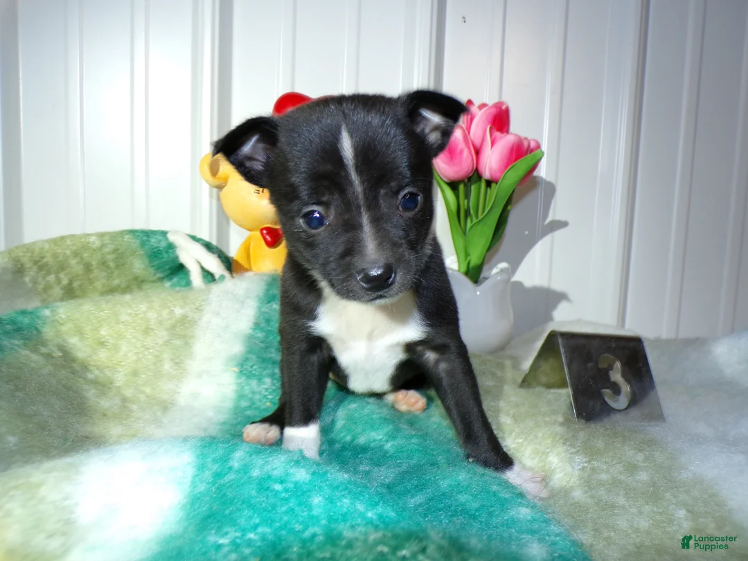 Chihuahua dogs for sale: Chihuahua Puppy 3 Morky - Ad 1