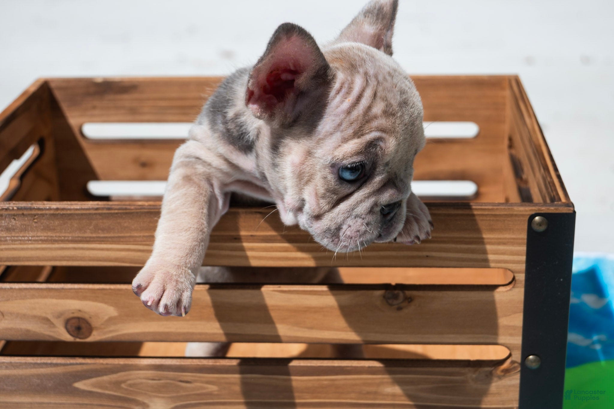 French Bulldog dogs Platinum  - Ad 19