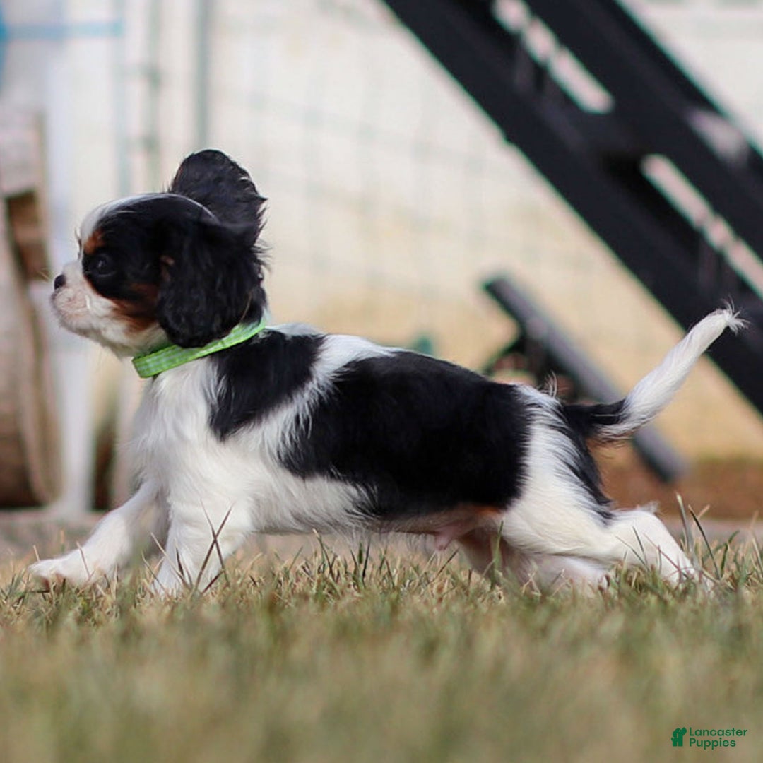 Cavalier King Charles Spaniel dogs for sale: Azriel - Ad 18