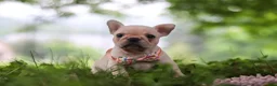 French Bulldog dogs for sale: Sophie - Ad 3