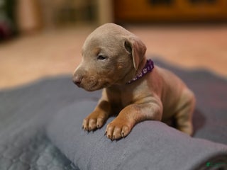 Doberman Pinscher dogs Doberman Pinscher Puppy 4 - Ad 19