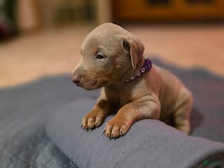 Doberman Pinscher dogs Doberman Pinscher Puppy Raen - Ad 17