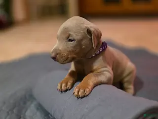 Doberman Pinscher dogs Doberman Pinscher Puppy Raen - Ad 29