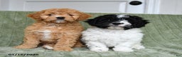 Cavapoo dogs for sale: Kenzie - Ad 4