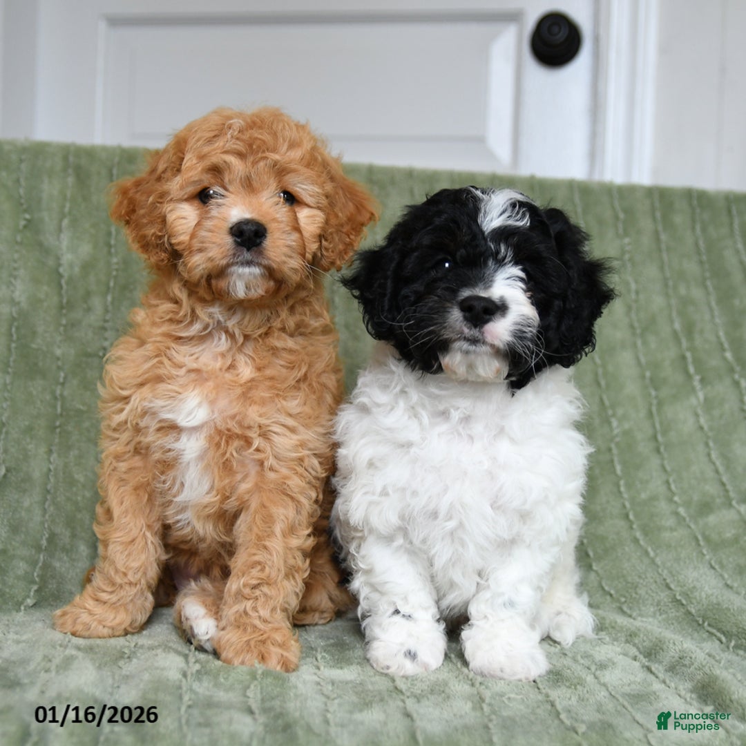 Cavapoo dogs for sale: Kenzie - Ad 4