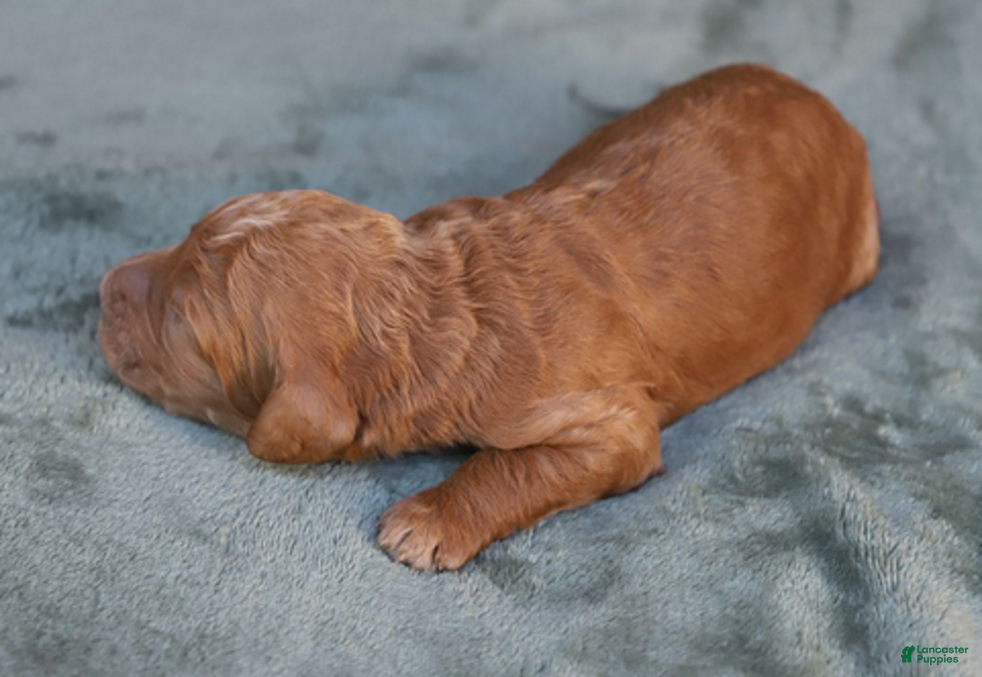 Goldendoodle dogs for sale: Orion - Ad 3