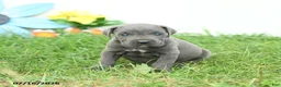 Cane Corso dogs for sale: Roman - Ad 2