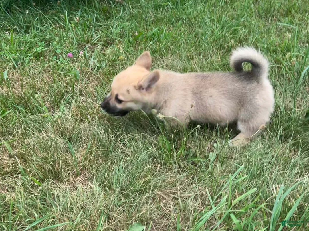 Mixed Breed dogs for sale: Spunky - Ad 2