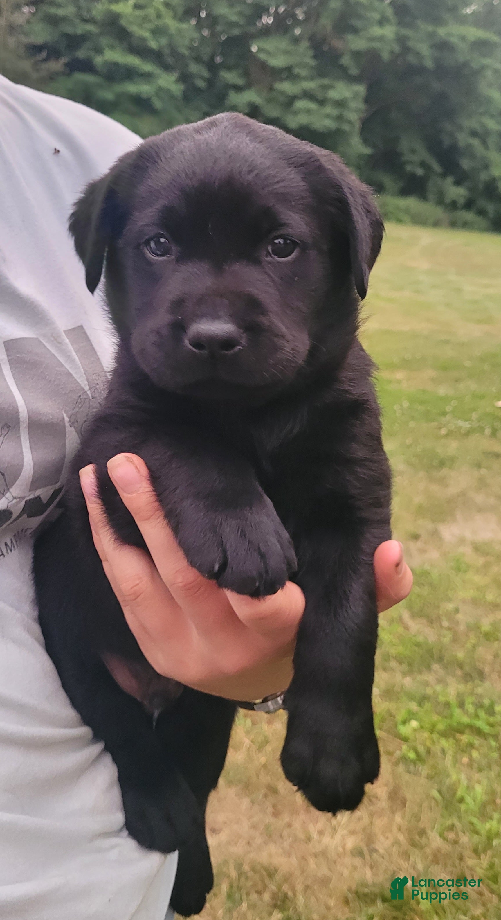 Labrador Retriever dogs Maverick  - Ad 1
